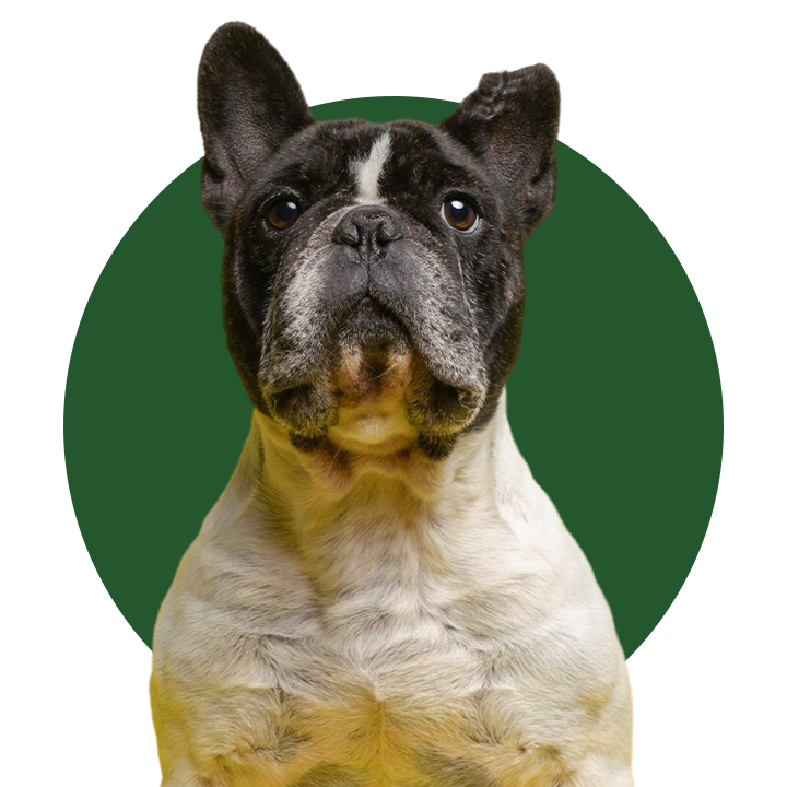 Banner para pedir cita en Clínica Veterinaria Ganapanes, tu veterinario en Madrid