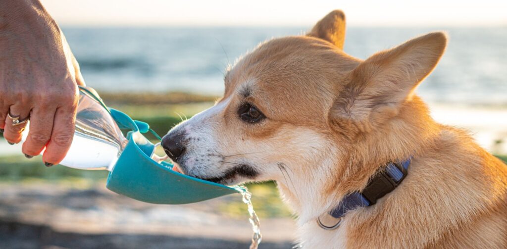 Perro bebiendo agua fresca en la playa para prevenir un golpe de calor