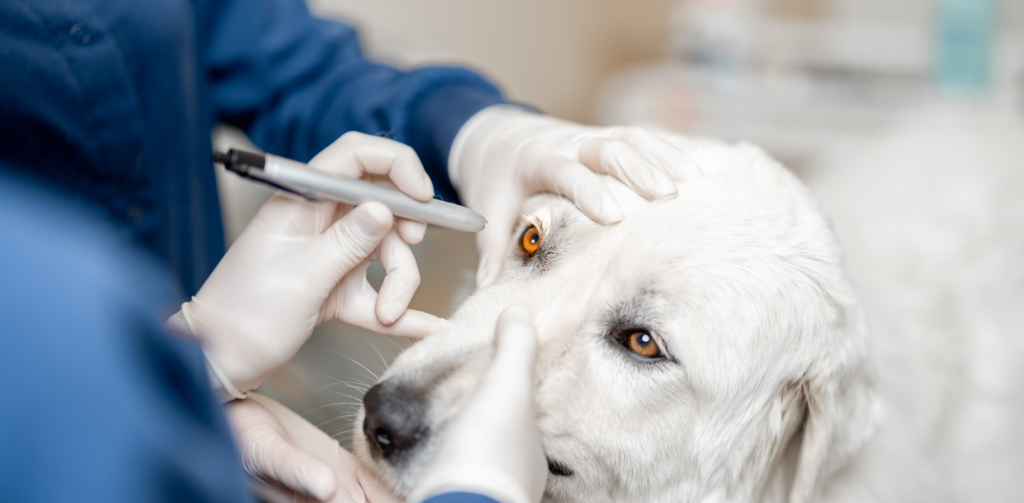 Revisión oftalmológica de úlcera corneal en perro en Clínica Veterinaria Ganapanes, Madrid