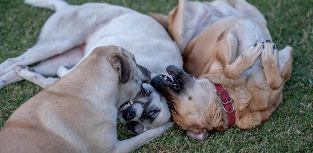 Perros socializando y jugando juntos en el parque, situación de riesgo de contagio de la tos de las perreras