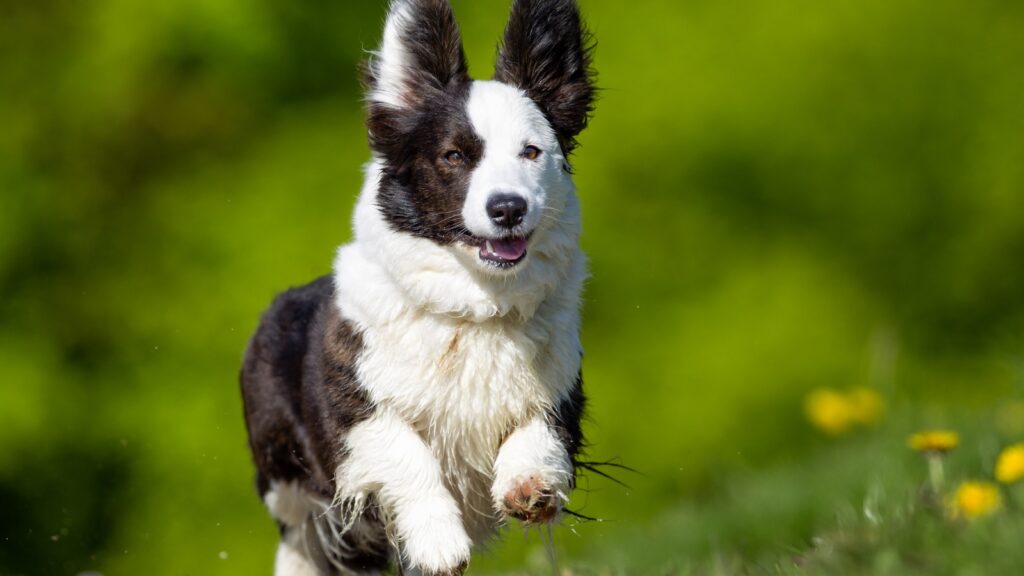 Perro sano y activo corriendo por el campo, beneficios de la esterilización en perros