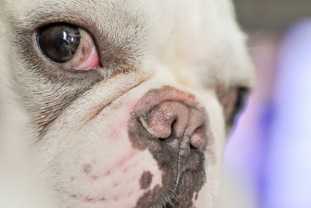 Bulldog francés con el ojo enrojecido, raza braquicéfala con mayor riesgo de úlceras corneales