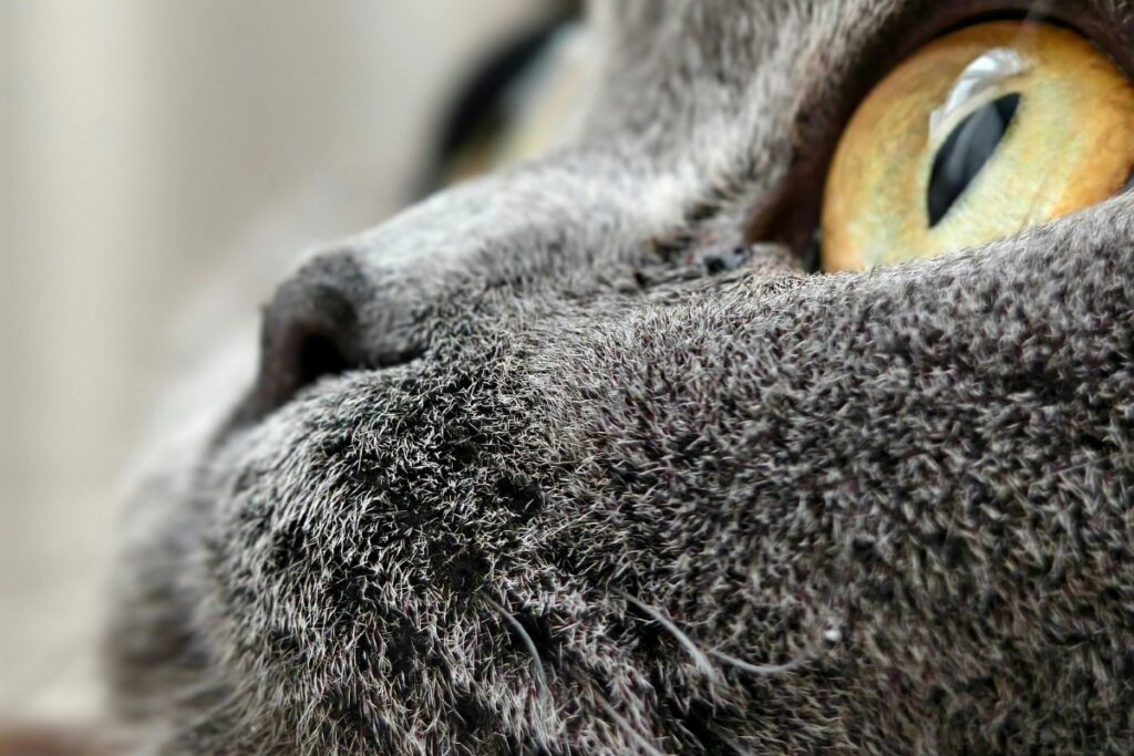 Primer plano del ojo de un gato gris, salud ocular en gatos