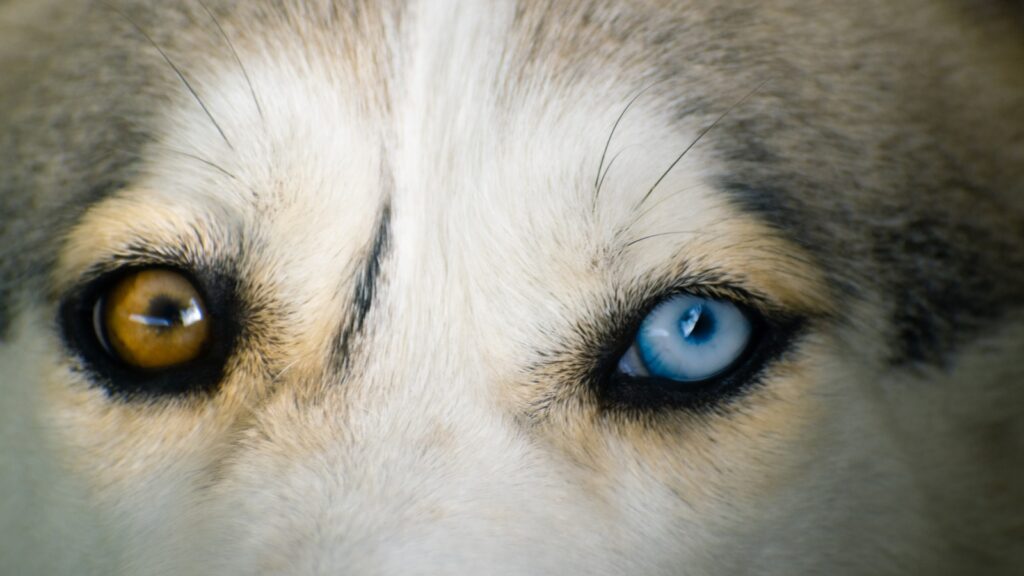 Primer plano de los ojos de un perro husky, salud ocular y ojo seco en perros