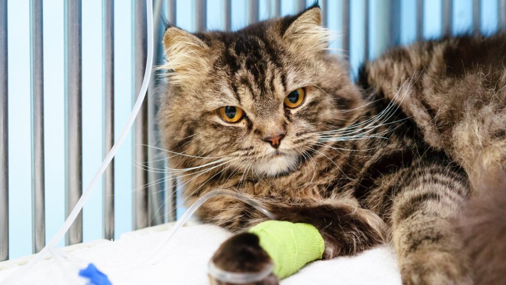 Gato hospitalizado recibiendo sueroterapia, tratamiento de soporte en la panleucopenia felina